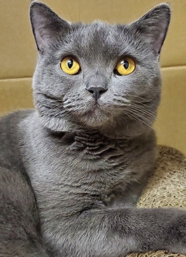 🐾今日の里親様募集中ニャンコ🐱メンバーです🐾2020,3,8